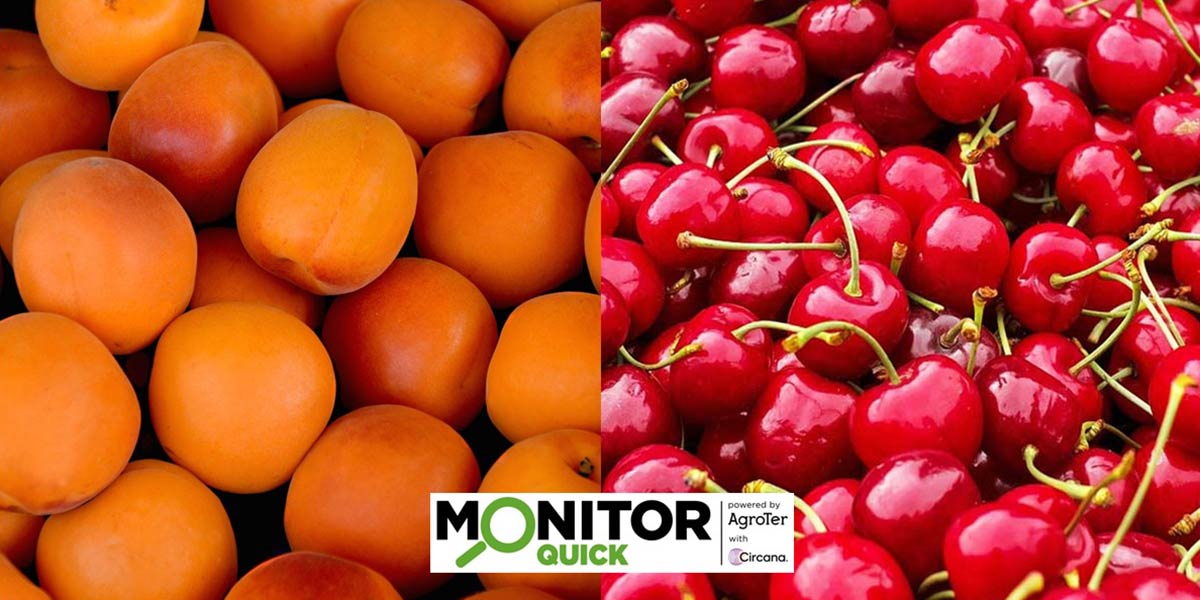 Week 24: scendono ancora i prezzi nell’ortofrutta Lcc (-6%)